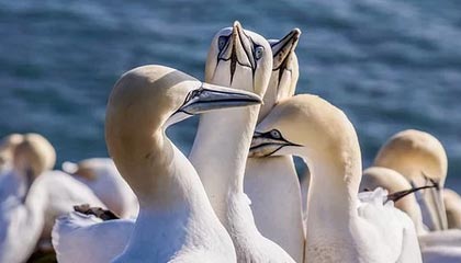 星空体育在线登录-勇士快攻打出节奏击败灰熊，勇士打法