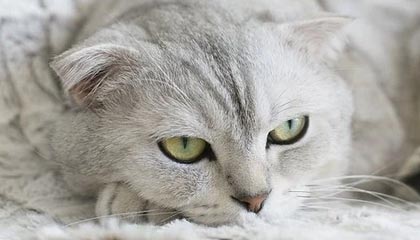 星空体育娱乐-马刺后场双枪组合初见锋芒，马刺双雄